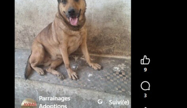 SPECIAL PARRAINAGE  CHIENS ET CHATS  DE KHADIJA