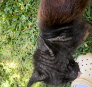 Chat noir
