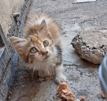 Urgence animaux errants d’Essaouira