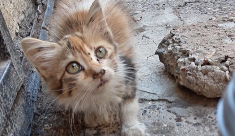 Urgence animaux errants d’Essaouira