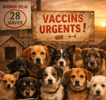 Sans vaccins, un virus peut tuer tout le refuge