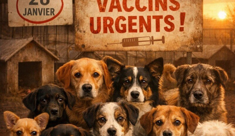 Sans vaccins, un virus peut tuer tout le refuge