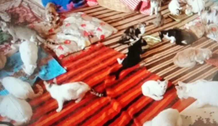 Aide au refuge des Tarikochats