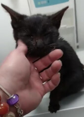 Image justificative de la cagnotte