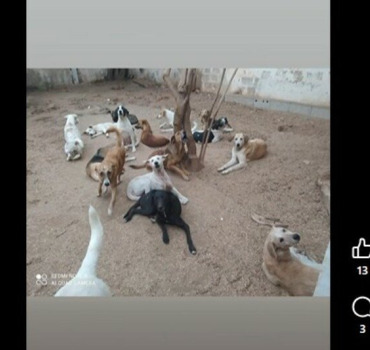 besoin pour soins véterinaire chiens de khadija
