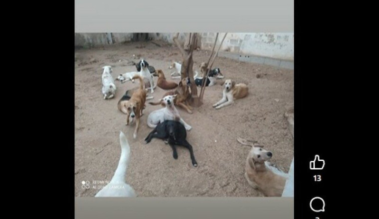 besoin pour soins véterinaire chiens de khadija