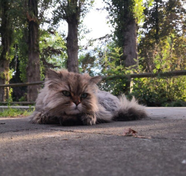 Pour Simba