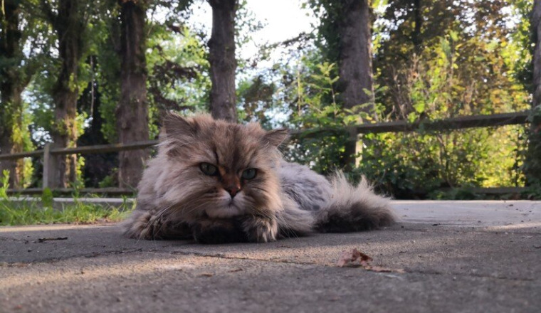 Pour Simba