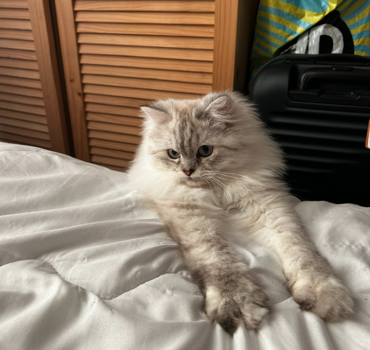 Je ne peux pas sauver mon chat seule