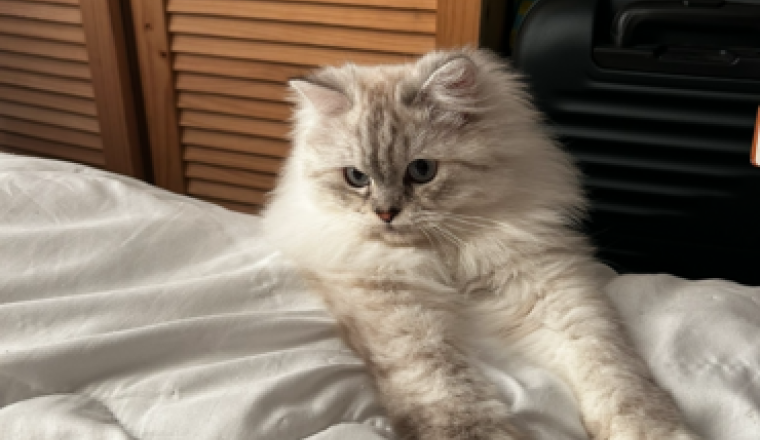 Je ne peux pas sauver mon chat seule