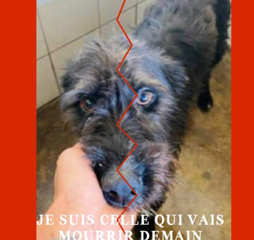 UNE CAGNOTTE POUR LA SAUVER de l’EUTHANASIE