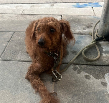Un nouveau départ pour ce petit chien abandonné