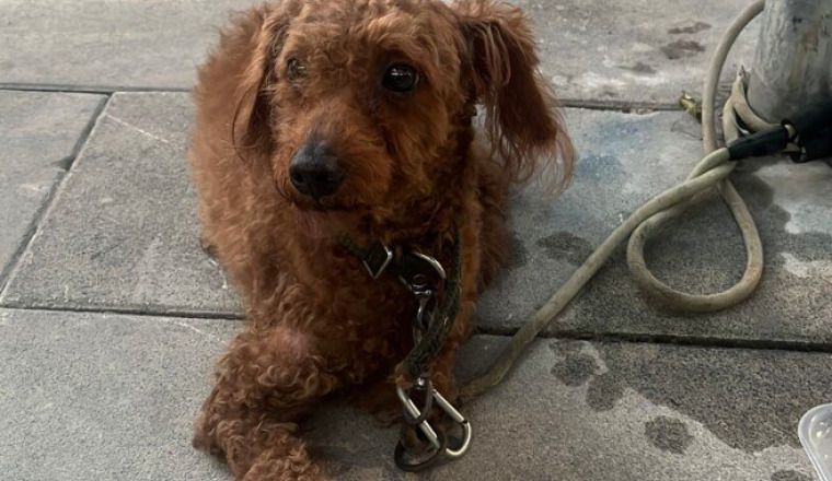 Un nouveau départ pour ce petit chien abandonné