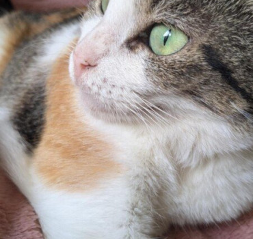 Chatte malade