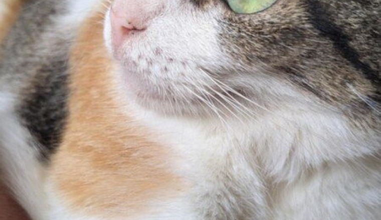 Chatte malade