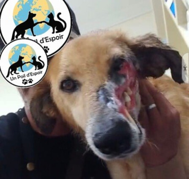 SOLIDARITÉ ANIMALE