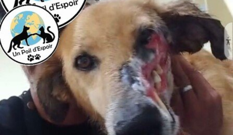 SOLIDARITÉ ANIMALE