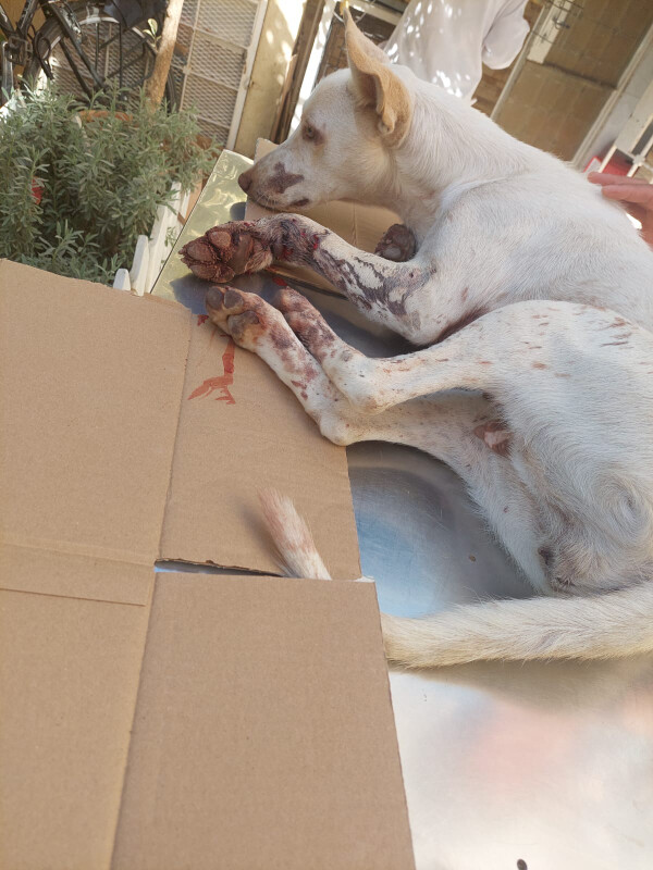 Image justificative de la cagnotte