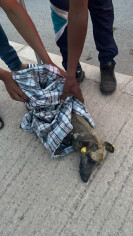 Image justificative de la cagnotte