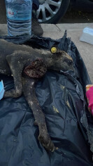 Image justificative de la cagnotte