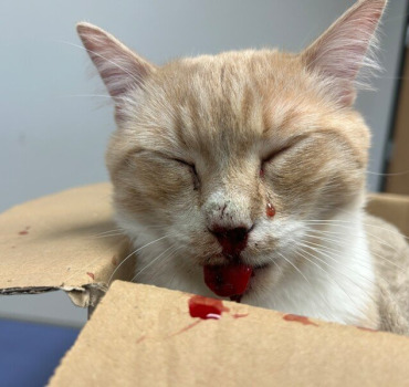 Opération pour sauver mon chaton