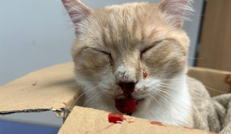Opération pour sauver mon chaton