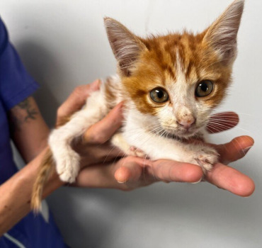 Sauvons Mimi 🐈🇷🇪