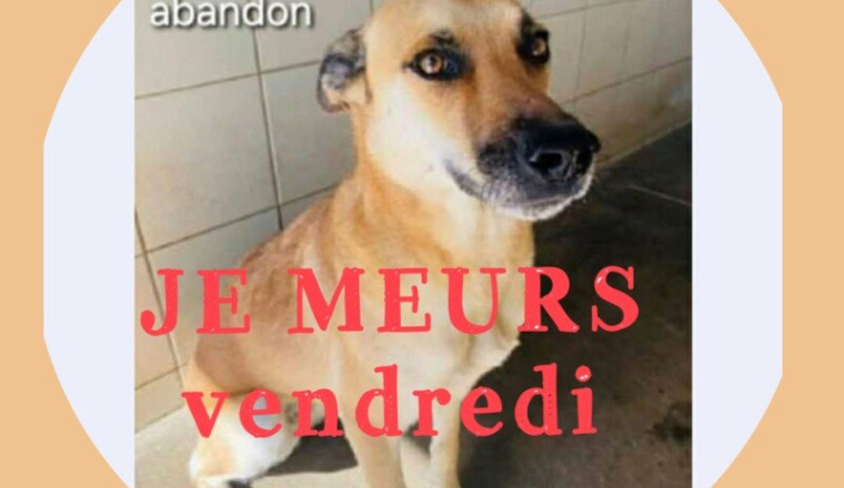 LUNA EN EUTHANASIE