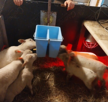 Alimentation et soins véto des moutons de Nadine