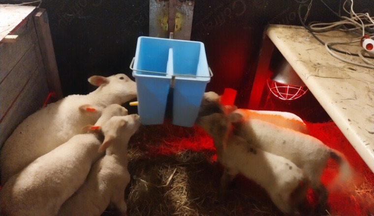 Alimentation et soins véto des moutons de Nadine