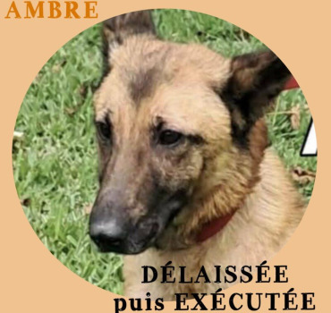 AMBRE en URGENCE VIE