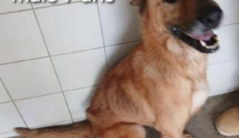 Image justificative de la cagnotte