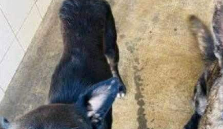 Image justificative de la cagnotte