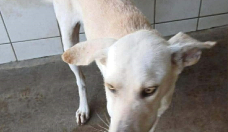 Image justificative de la cagnotte