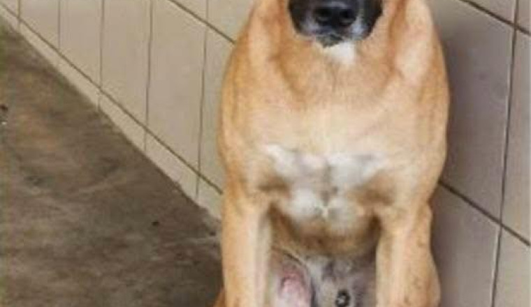 Image justificative de la cagnotte