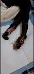 Image justificative de la cagnotte