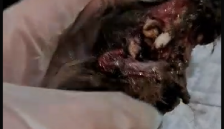 SOS URGENCE VITALE : amputation pour ZOEY