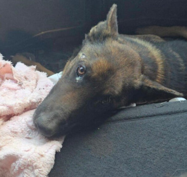 Chien accidenté à SETTAT - URGENCE VÉTÉRINAIRE
