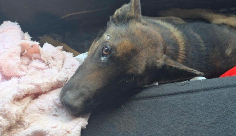 Chien accidenté à SETTAT - URGENCE VÉTÉRINAIRE