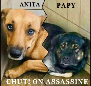 CHUT! ON ASSASSINE