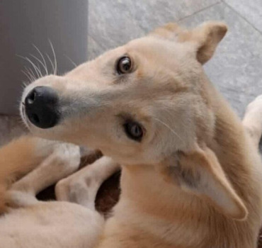 OKAMI EN URGENCE VITALE