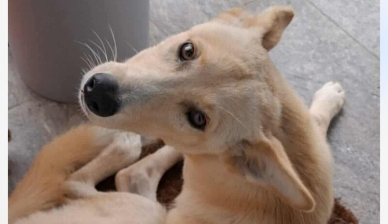 OKAMI EN URGENCE VITALE