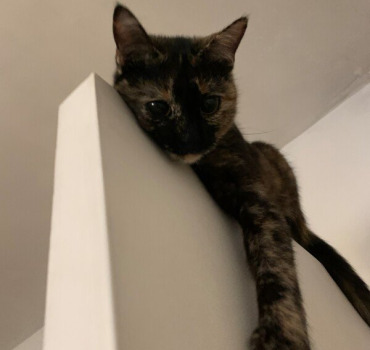 Le veterinaire pour Maï