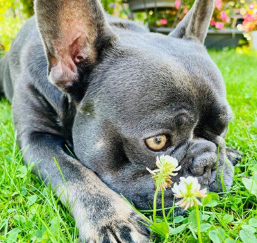 Aidez notre Doug 🐾