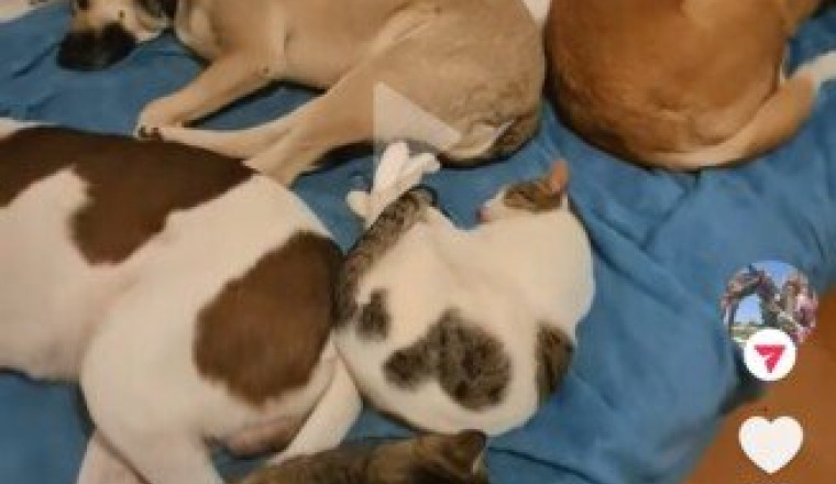 💛 Aider Emma à reconstruire son refuge 🙏🐈‍⬛🐶