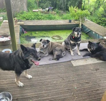 PourMaiderEtMesAnimaux