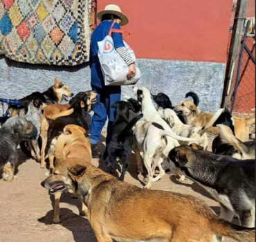 SOS - Croquettes des animaux - OUR STREET ANIMALS
