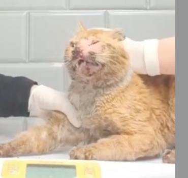 SOS CHAT MACHOIRE FRACTURÉE