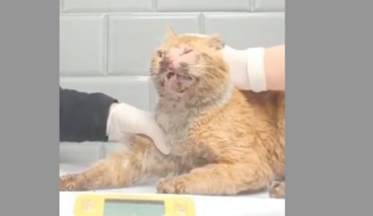 SOS CHAT MACHOIRE FRACTURÉE