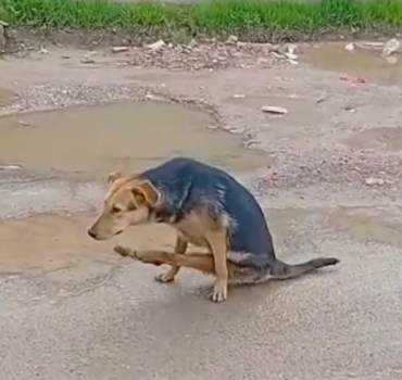 URGENCE - SAUVETAGE CHIEN HANDICAPÉ
